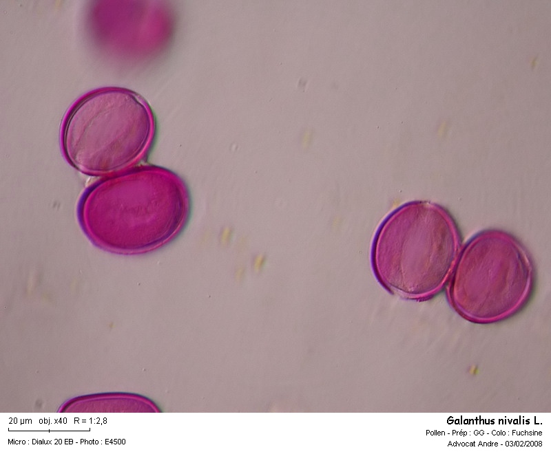 Galanthus nivalis L. (Pollen) #2299