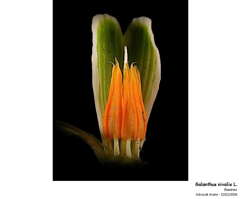 Galanthus nivalis L. (Pollen) #2297