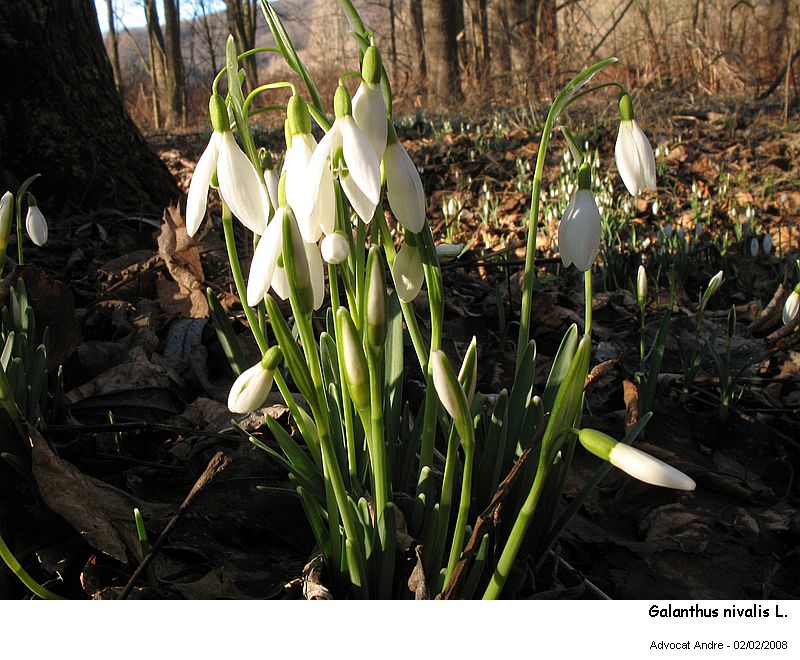 Galanthus nivalis L. (Pollen) #2295