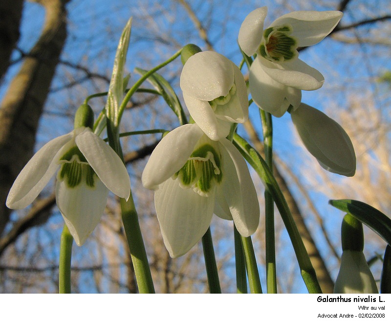 Galanthus nivalis L. (Pollen) #2296