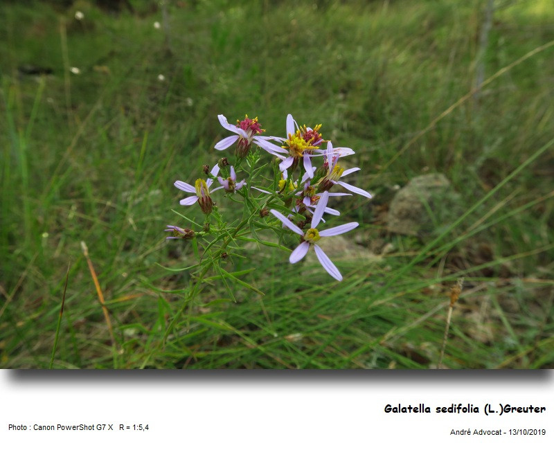 Galatella sedifolia (L.)Greuter (=Aster acris) #84508