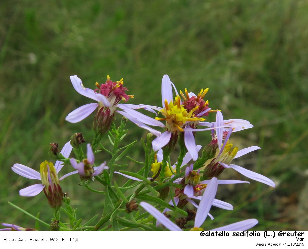 Galatella sedifolia (L.)Greuter (=Aster acris) #84509