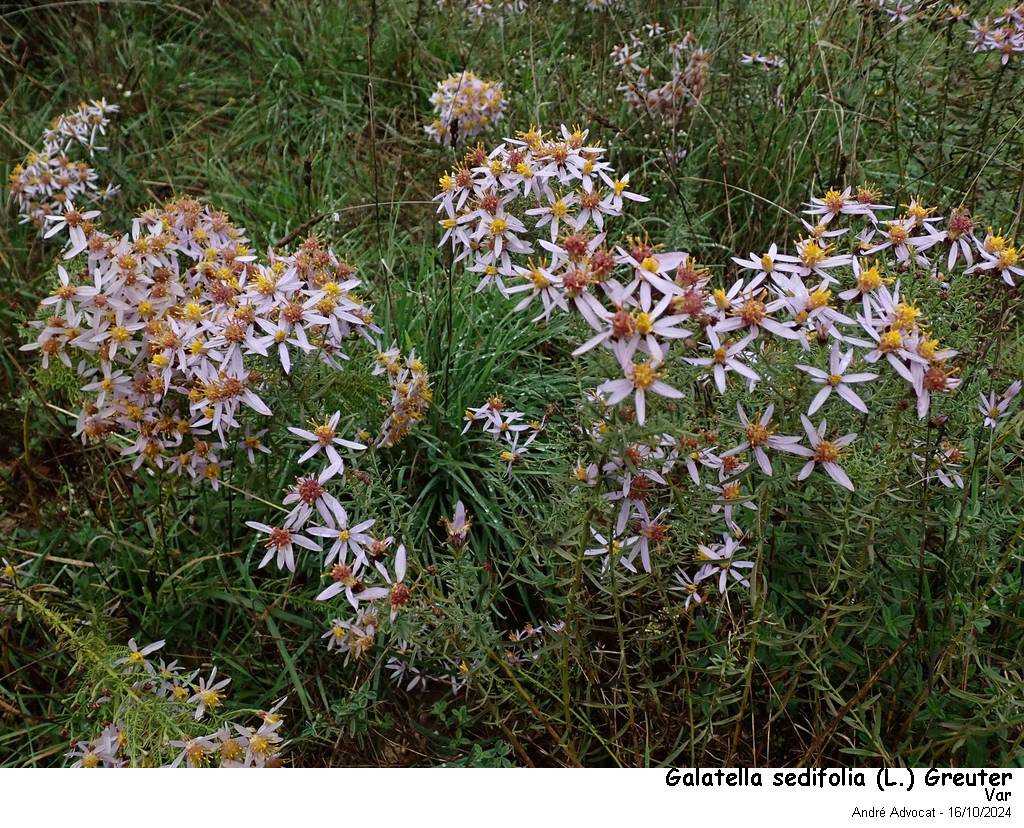 Galatella sedifolia (L.)Greuter (=Aster acris) #84506