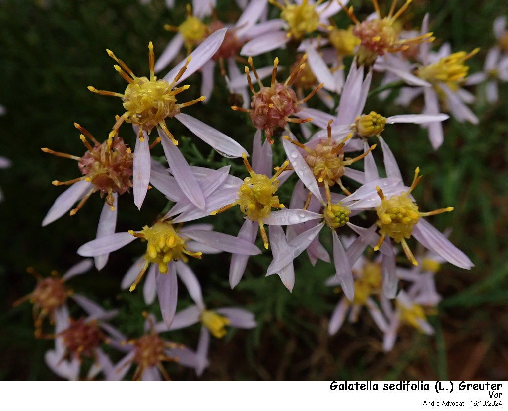 Galatella sedifolia (L.)Greuter (=Aster acris) #84507
