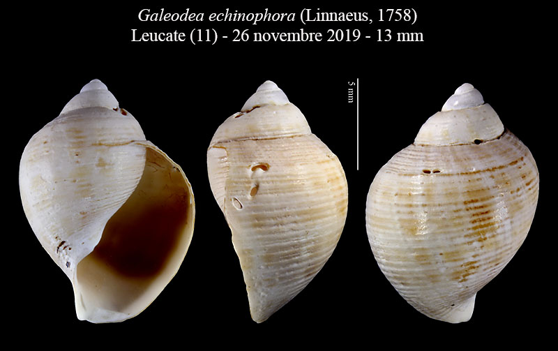 Galeodea echinophora #61233