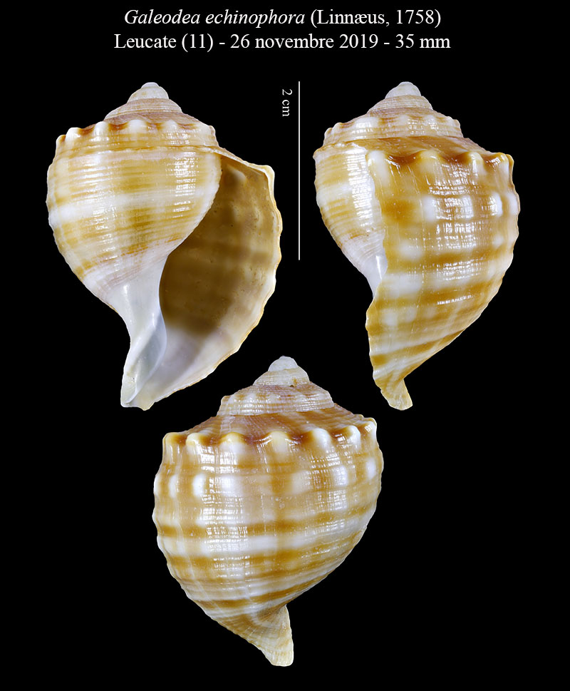Galeodea echinophora #61100