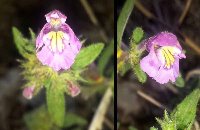 Galeopsis segetum #52094