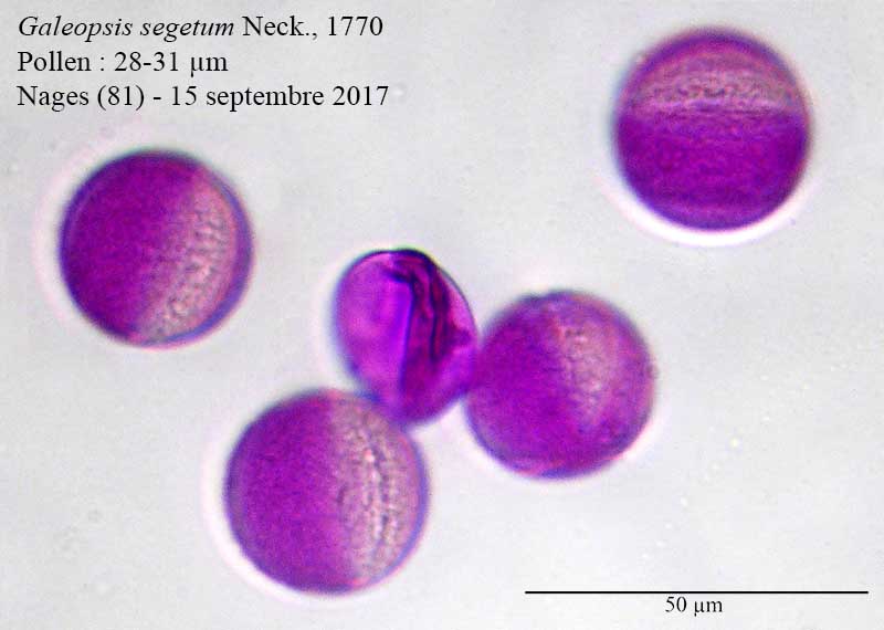 Galeopsis segetum #52097