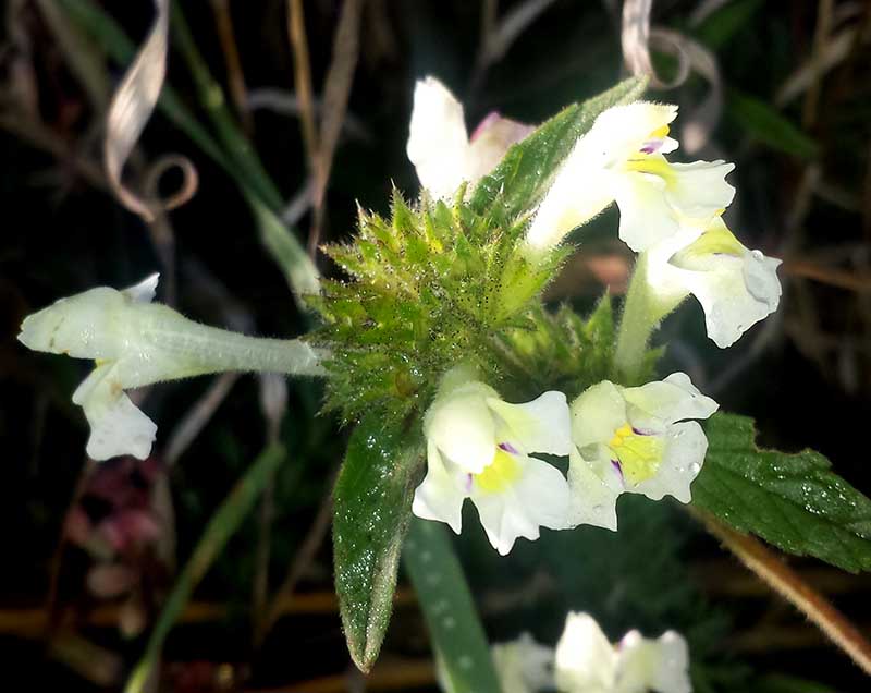 Galeopsis segetum #52092