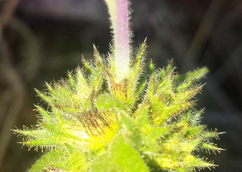 Galeopsis segetum #52093