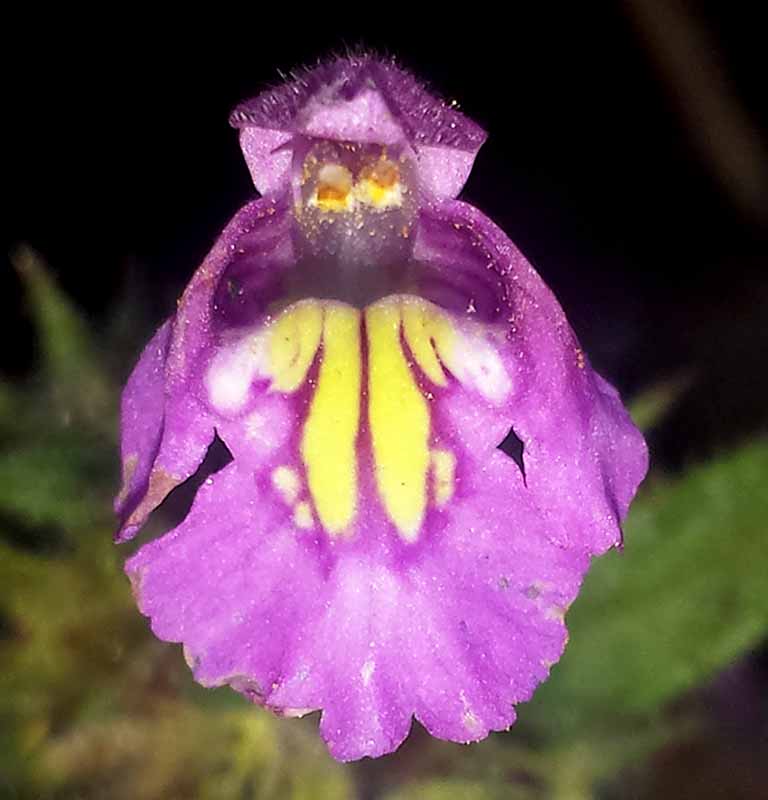 Galeopsis segetum #52095