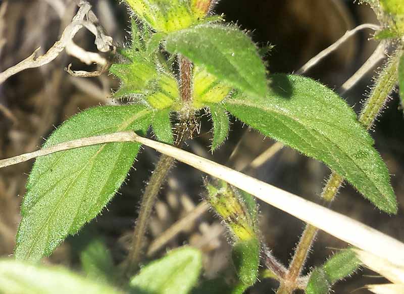Galeopsis segetum #52091