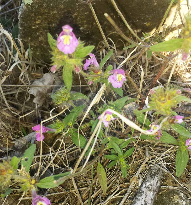 Galeopsis segetum #52090
