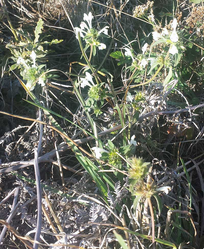 Galeopsis segetum #52089