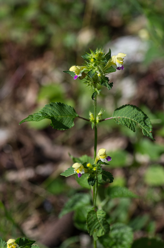 Galeopsis speciosa Mill. #41900