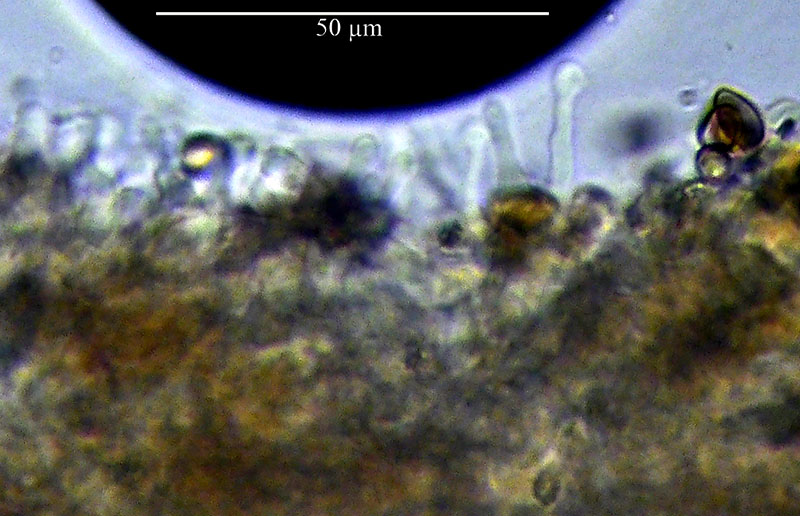 Galerina cf. graminea #53644