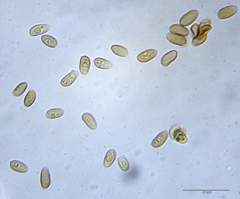 Galerina cf. graminea #53642