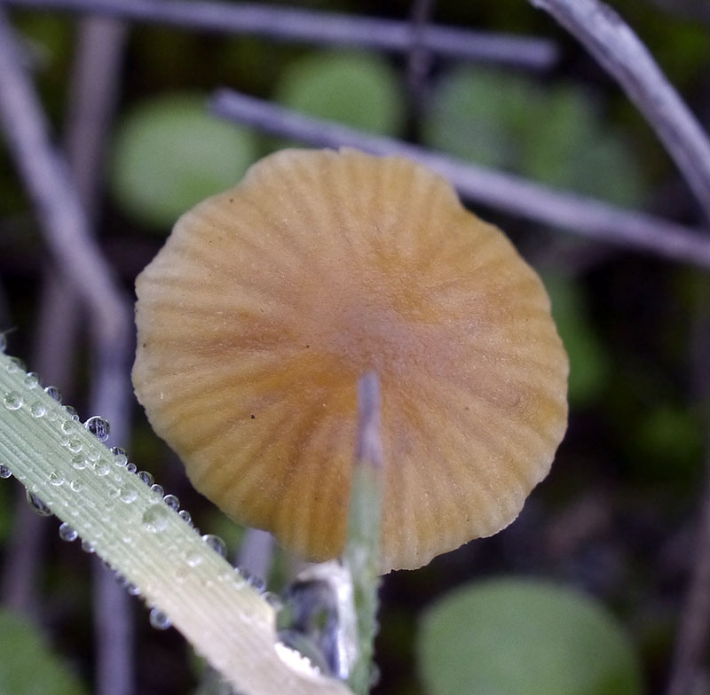 Galerina cf. graminea #53638