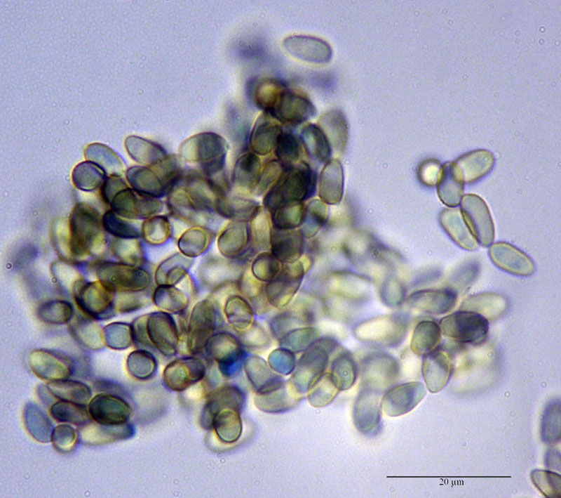 Galerina cf. graminea #53641