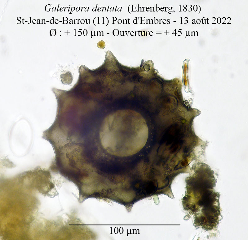 Galeripora dentata (= Arcella dentata} #71749