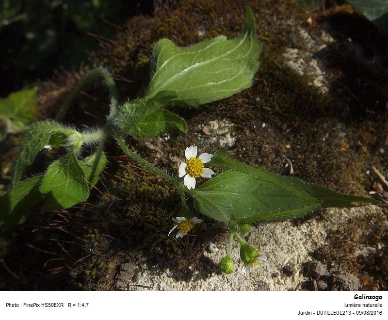 Galinsoga quadriradiata - Galinsoga cilié #48964