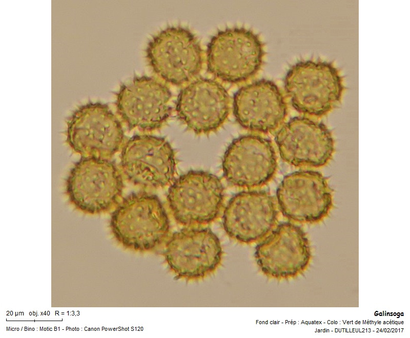 Galinsoga quadriradiata - Galinsoga cilié #48965