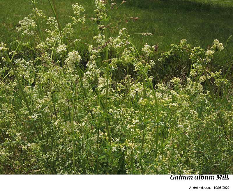 Galium  album Mill. #63629