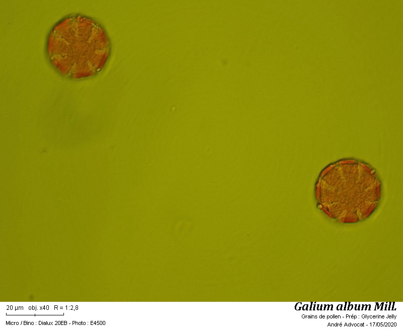 Galium  album Mill. #63631