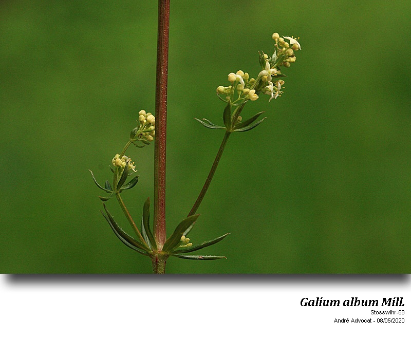 Galium  album Mill. #63630
