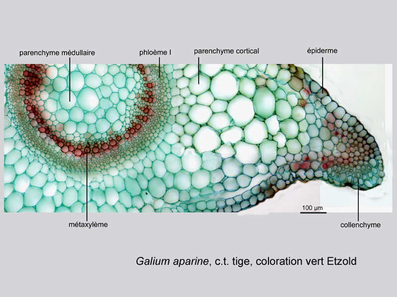 Galium aparine, histologie, histology. #21405