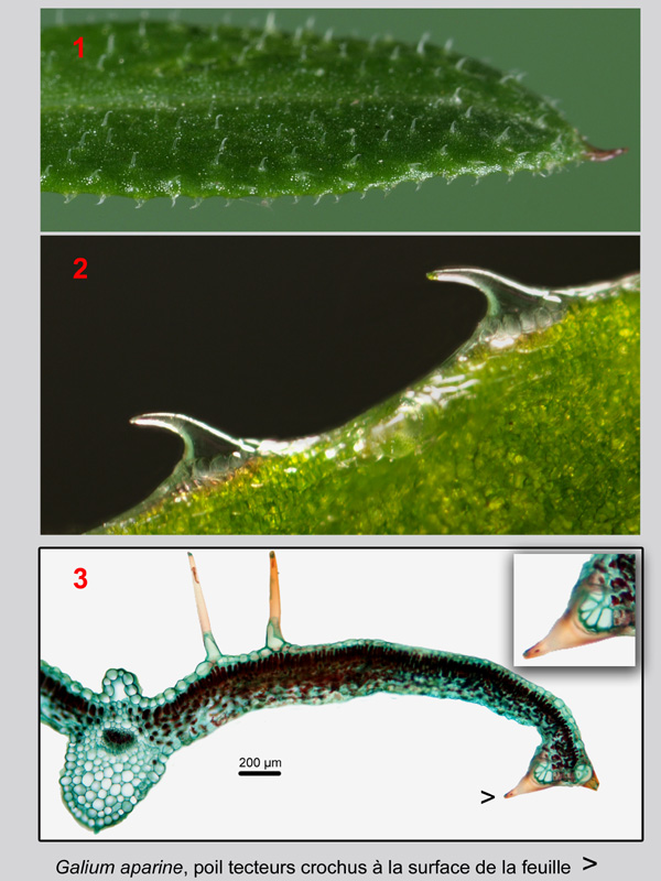 Galium aparine, histologie, histology. #21406