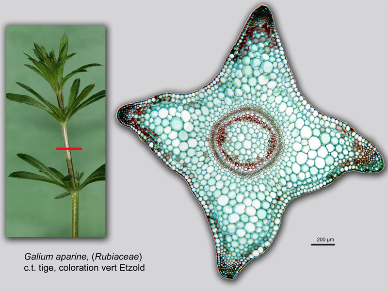 Galium aparine, histologie, histology. #21404