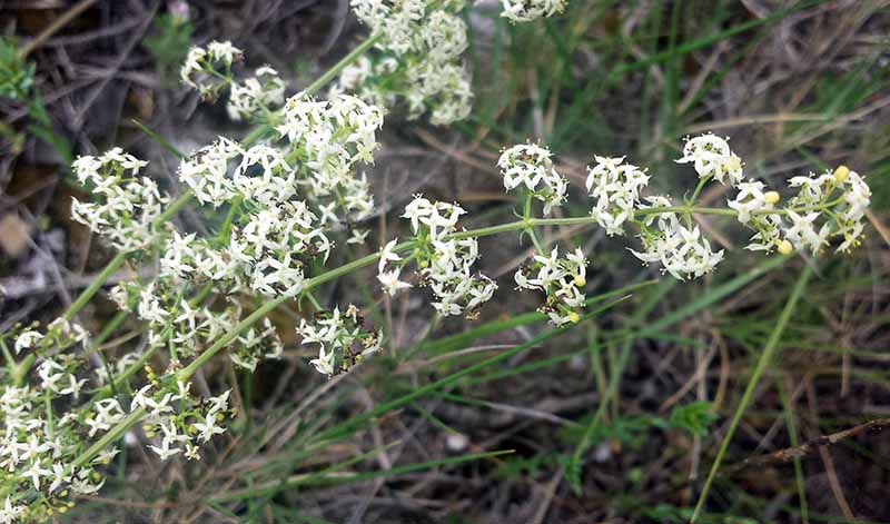 Galium lucidum All., 1773 #46017