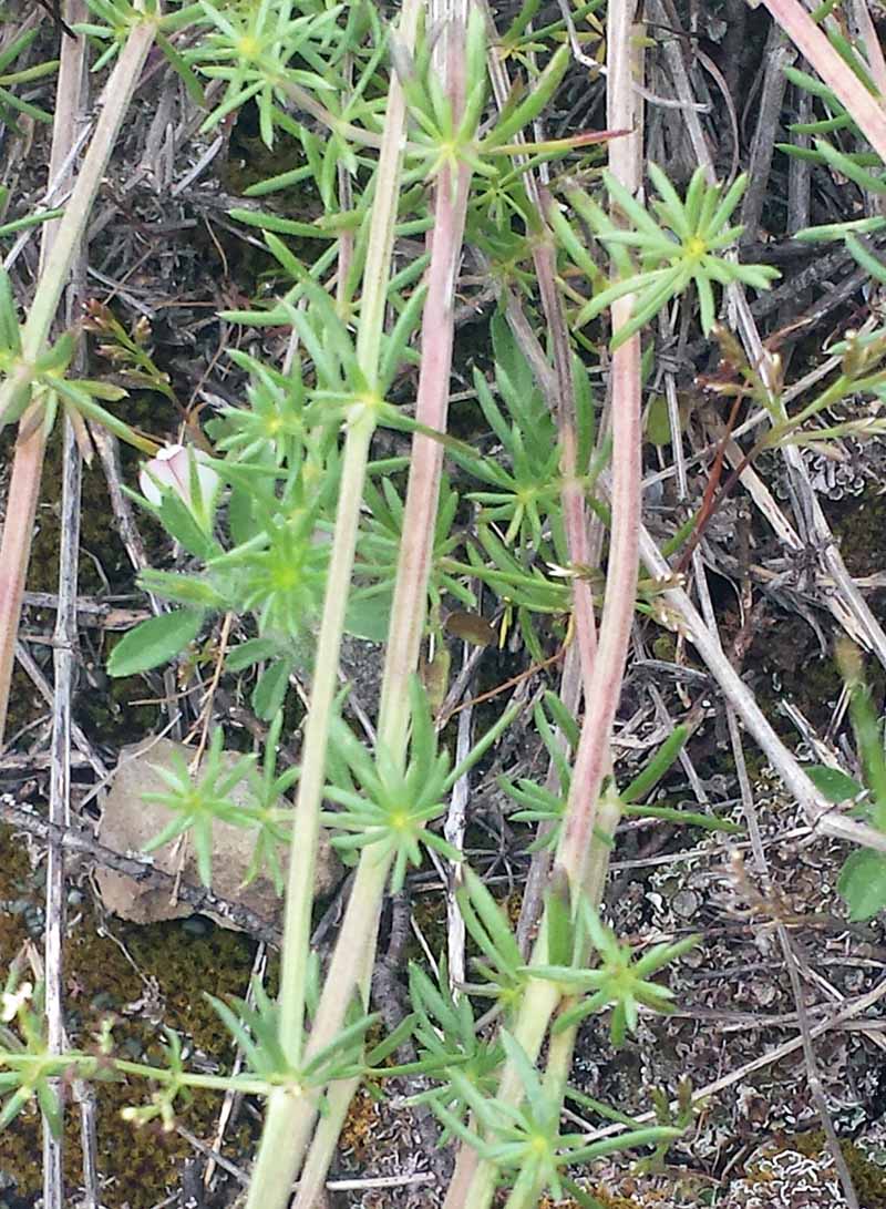 Galium lucidum All., 1773 #46016