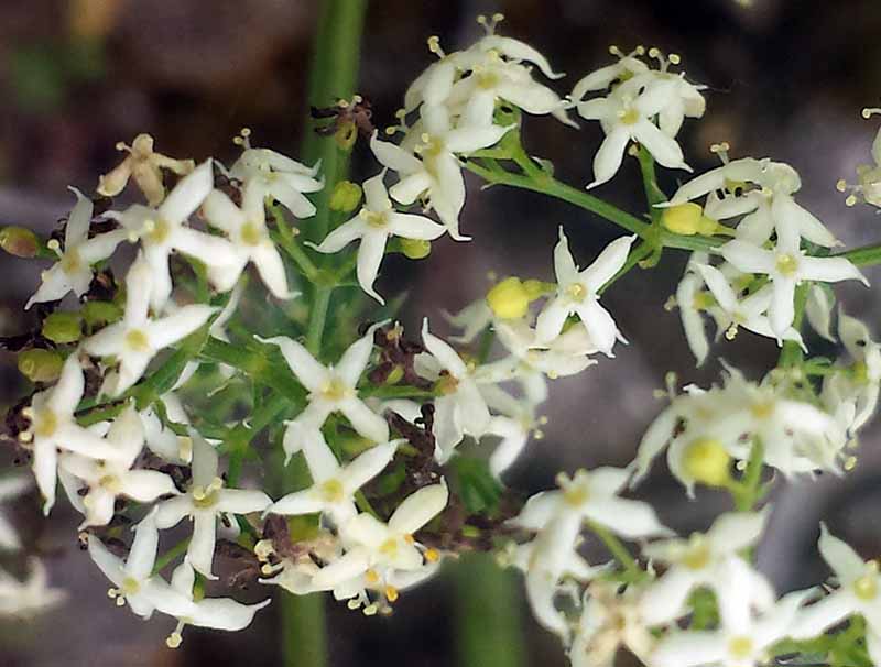 Galium lucidum All., 1773 #46018