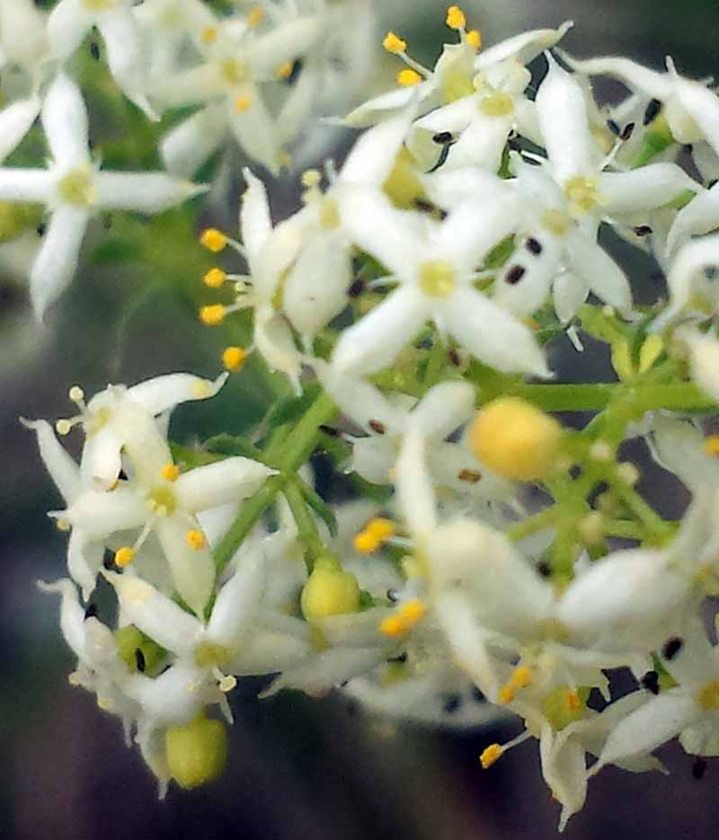 Galium lucidum All., 1773 #46019