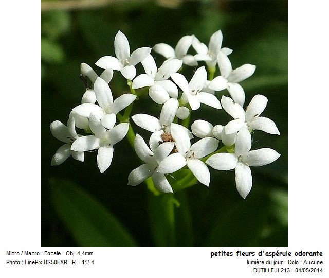 GALIUM ODORATUM - ASPERULE ODORANTE #37448
