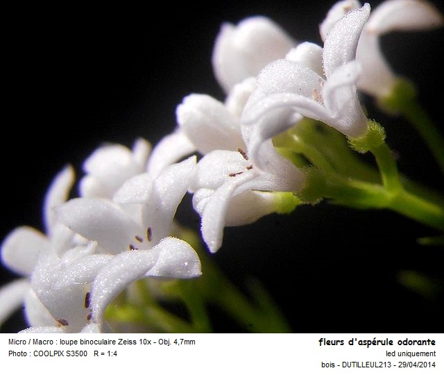 GALIUM ODORATUM - ASPERULE ODORANTE #37426