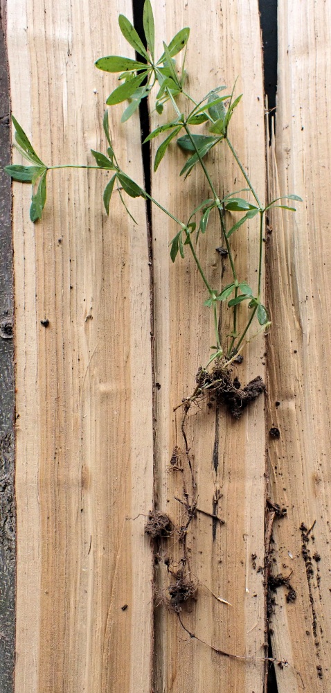 Galium odoratum L #78877