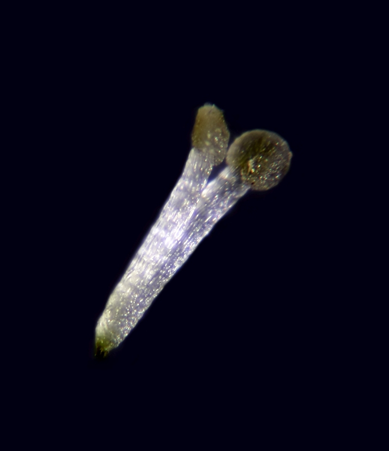 Galium odoratum L #78876
