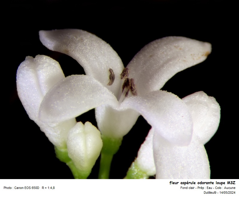 Galium odoratum L #78872