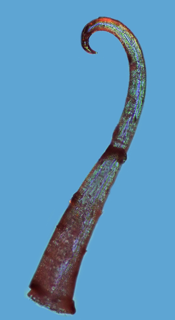 Galium odoratum L #78881