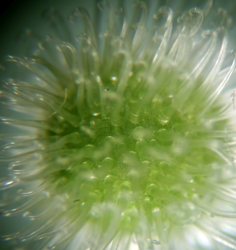 Galium odoratum L #78875