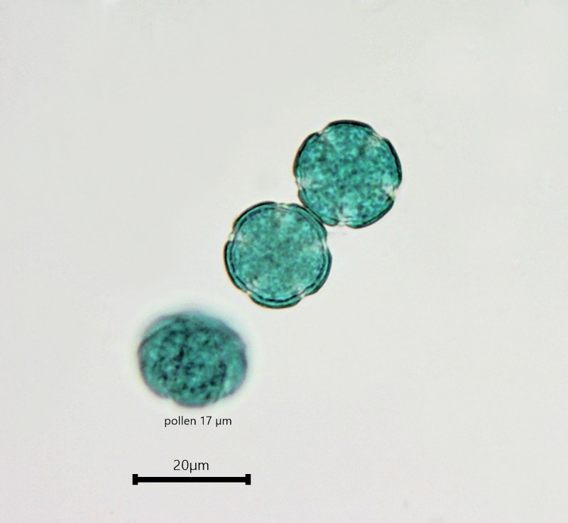 GALIUM ODORATUM - ASPERULE ODORANTE #78867
