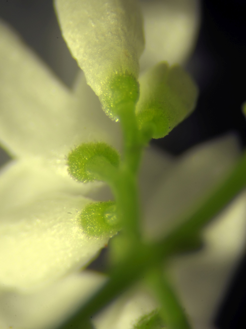 Galium odoratum L #78873
