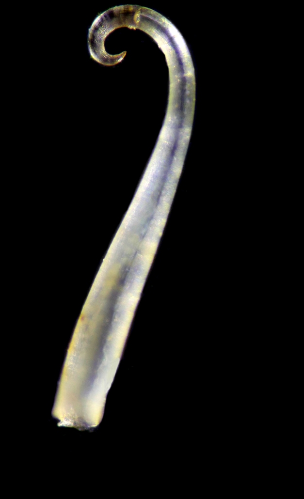 Galium odoratum L #78880