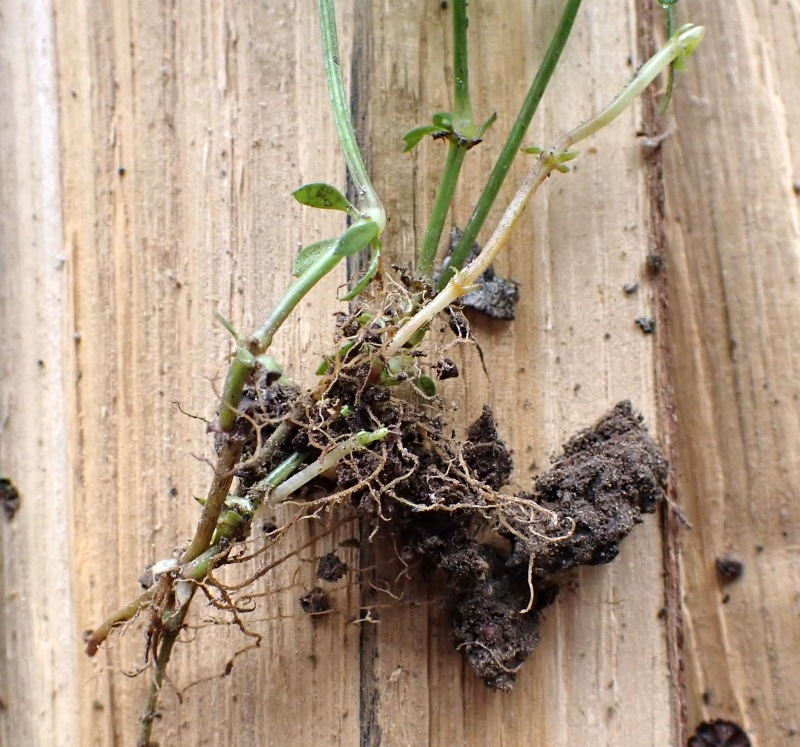 Galium odoratum L #78878