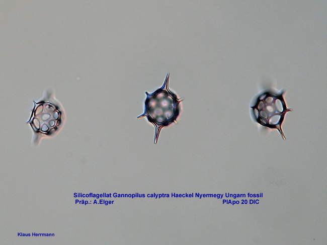 Gannopilus calyptra Haeckel #3817