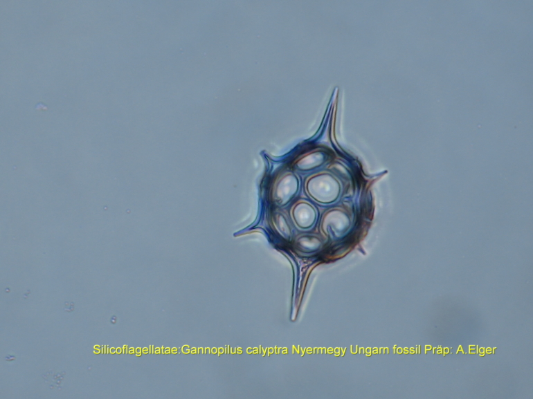 Gannopilus calyptra Haeckel #3827