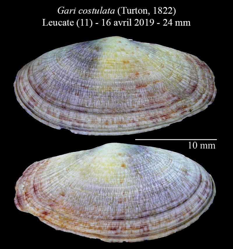 Gari costulata #59016